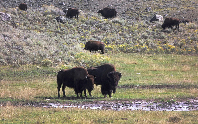 Bison herd in Yellowstone