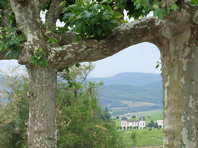 Burgundy wine country