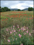 Wildflowers in Provence