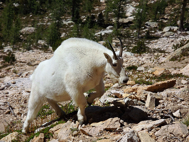 Mountain Goat at North Early Winter Spire