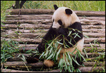 Giant panda breeding center